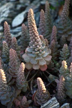 Orostachys.