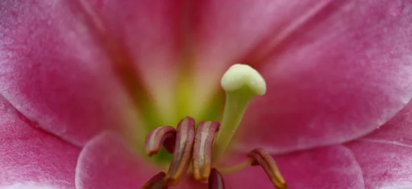 Розовые Лепестки Тычинки Пустота Цветка Лилии Крупным Планом — стоковое фото