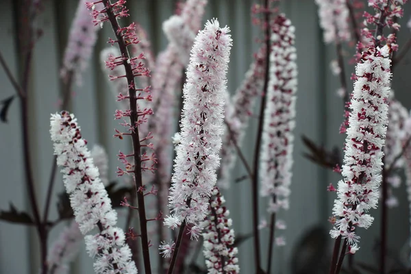 Grey Background Inflorescences Cimicifuga Inflorescences Covered Small White Flowers — Stock Photo, Image