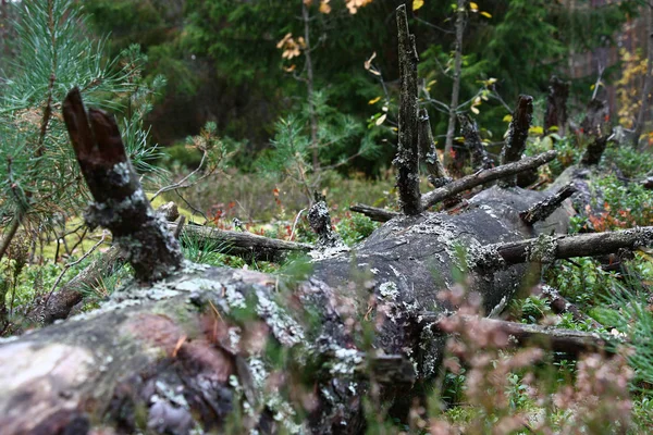 Trät Ligger Den Tjocka Förfalla Trädstammen Jorden Bland Mossa Bär — Stockfoto