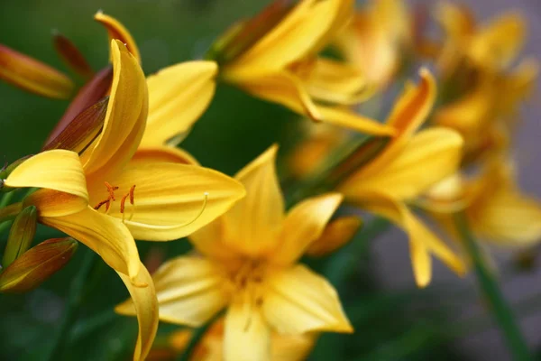 Bir Gün Lily Arasında Birçok Aynı Sarı Renkteki Parlak Çiçek — Stok fotoğraf