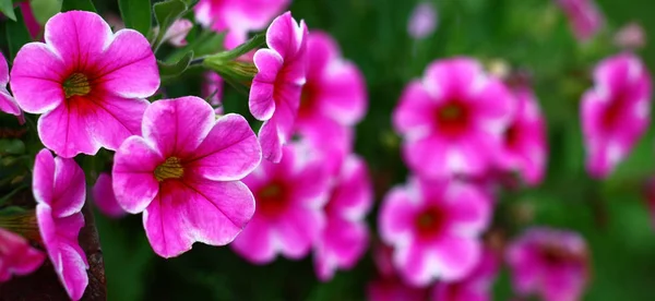 明るい花の夏の庭で 毎年恒例のサービニアは著しく花を咲かせます — ストック写真