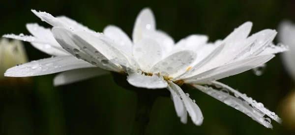 Camomila Vista Lateral Flor Contra Fundo Escuro Pétalas Brancas São — Fotografia de Stock