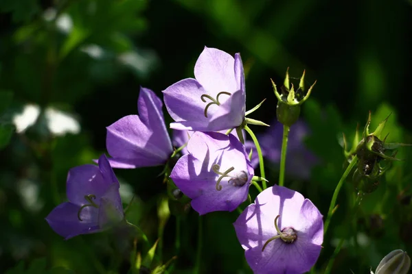 Verschillende Violette Bloemen Van Een Campanula Een Harde Verlichting Een — Stockfoto