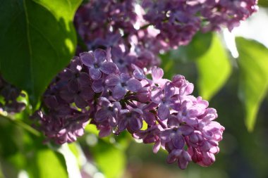 Bir gece yağmurundan sonra su içinde bir Lila taze kokulu çiçeklenme.