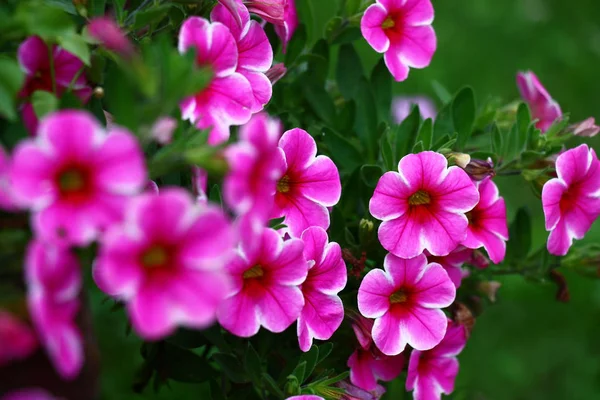 明るい花の夏の庭で 毎年恒例のサービニアは著しく花を咲かせます — ストック写真