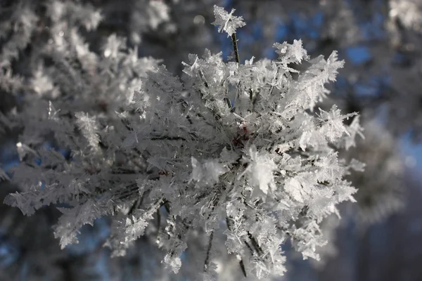 Grande hoarfrost . — Fotografia de Stock