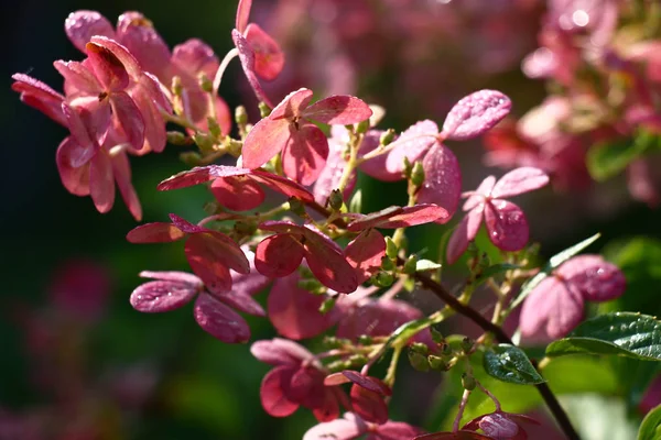 Petals of flowers of a hydrangea are painted in dark tone of pink color. On leaves and flowers morning dew sparkles.