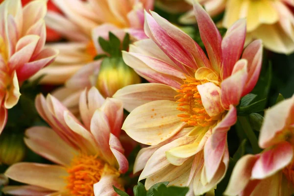 Pink Cream Petals Large Flowers Dahlias Bright Unique — Stock Photo, Image