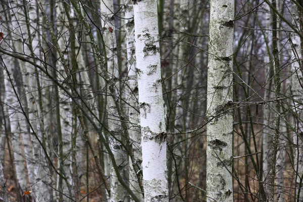 Birkenholz November Fragmente Weißer Stämme Junger Bäume — Stockfoto