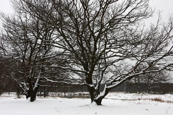 河岸上一棵美丽的老橡树和纯白的雪 营造出一幅不可思议的自然色彩对比图 — 图库照片