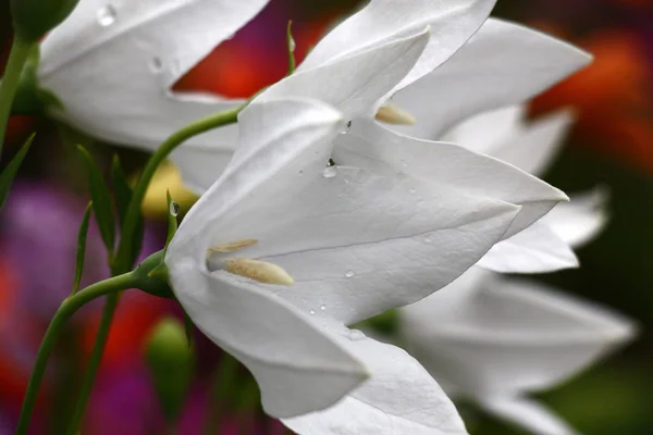 Large White Flowers Platycodon Green Escapes Motley Background — Stock Photo, Image