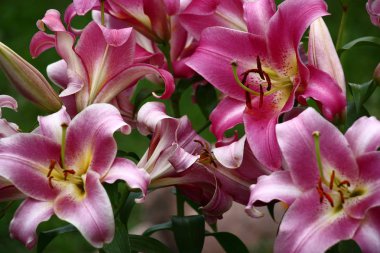 İnce bir zambak büyük tomurcukları kaotik bulunan ve dinamik bir resim oluşturmak.