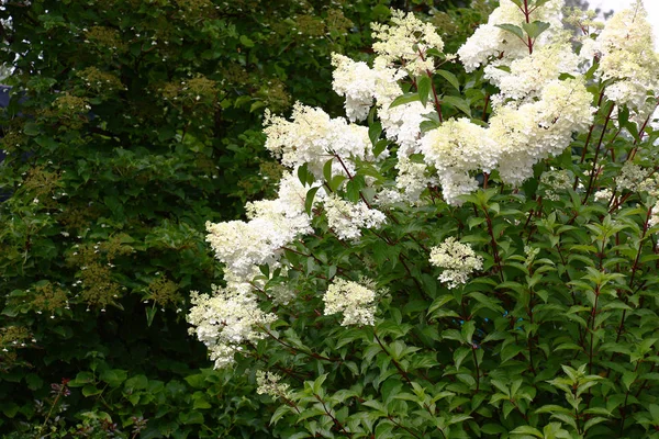 Florecimiento Todo Las Inflorescencias Blancas Arbusto Hortensia Sobre Fondo Arbusto —  Fotos de Stock