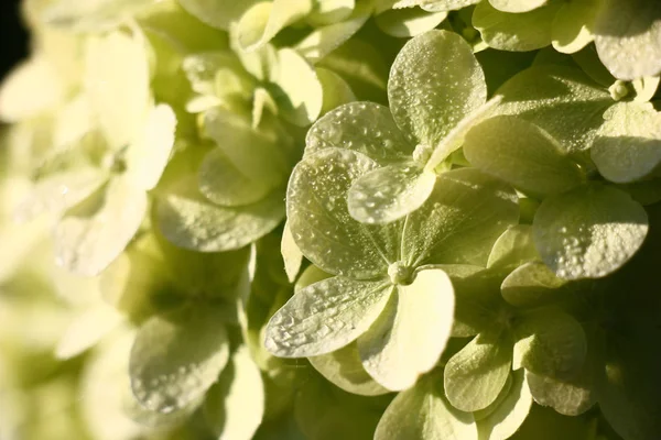 Ortanca çiçeklenme bazı hafif çiçekler sabah güneşinparlak bir ışın tarafından aydınlatılır. Sabah çiy bir damla yaprakları üzerinde.