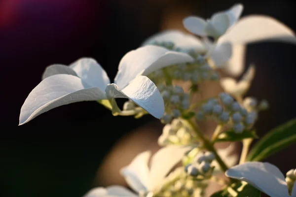 Bright White Large Flower Pointed Petals Symbol Grade Hydrangea Paniculata — Stock Photo, Image