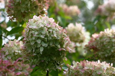 Ortanca Limelight bir çiçeklenme çiçeklenme döneminin ortasında erken bir sonbaharda biraz yeşil ve kızarık dönmeye başladı.