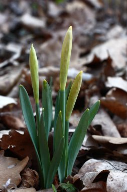 Devrilen meşe yaprakları arasında narsisler büyür. Çiçek kaçışlarında tomurcuklar oluşur.