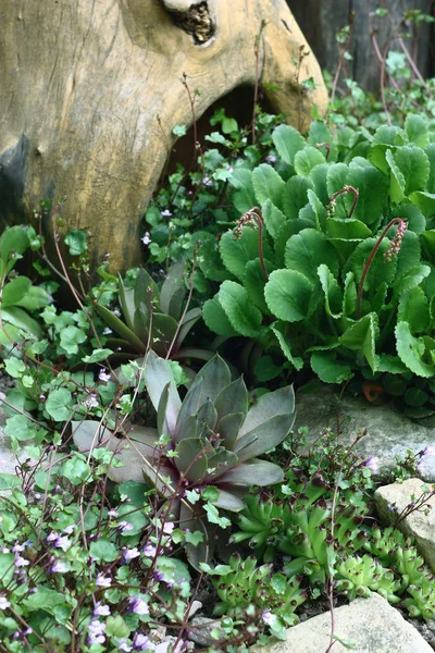 Sempervivum y saxifraga en un jardín . —  Fotos de Stock