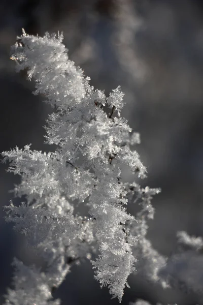 Épaisse Couche Givre Brillant Sur Les Pistes Sèches Fait Impression Images De Stock Libres De Droits