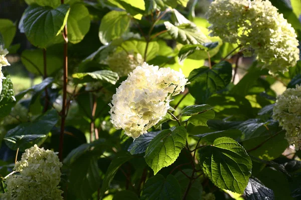 One Many Inflorescence Hydrangea Leaves Brightly Illuminated Morning Sunlight — Stock Photo, Image