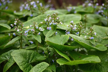 Brunnera macrophylla. Büyük yeşil yapraklar ve küçük mavi çiçekler ile çiçeklenmesürekli çalılıklar oluşturmuştur.