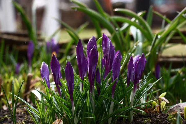 Våren i en blomstersäng. — Stockfoto