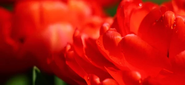 Bright Red Background Water Color Vague Image Two Terry Flowers — Stock Photo, Image