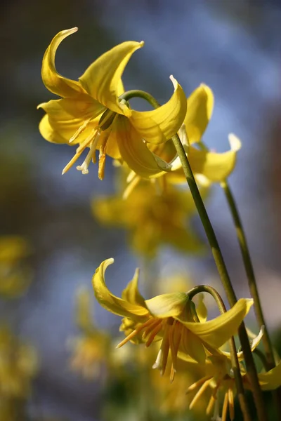 Gökyüzü Bitkilerin Rengi Arka Planında Eritranyumun Sarı Parlak Çiçekleri — Stok fotoğraf