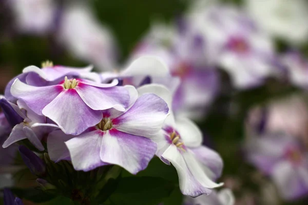 Una Inflorescencia Flex Flores Con Pétalos Hermosos Colores Comenzaron Revelar —  Fotos de Stock