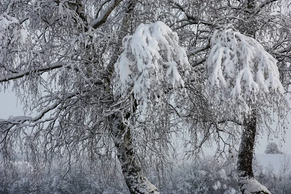 Rami di betulle in neve . — Foto Stock