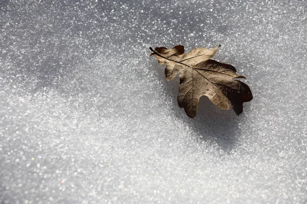 In sunny day on the scintillating melted snow the lonely dry oak leaf lies.