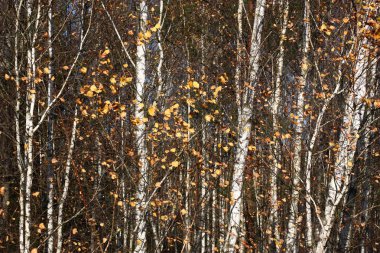 Genç bir huş ağacının dalları geçen sonbahar yapraklarıyla süslenir..