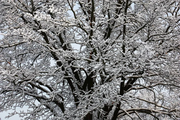Thin and thick branches of an average part of a crone of an old oak are covered by white fluffy snow.