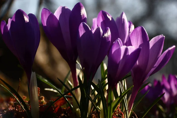 Jeu de lumière et de nuances sur le violet . — Photo