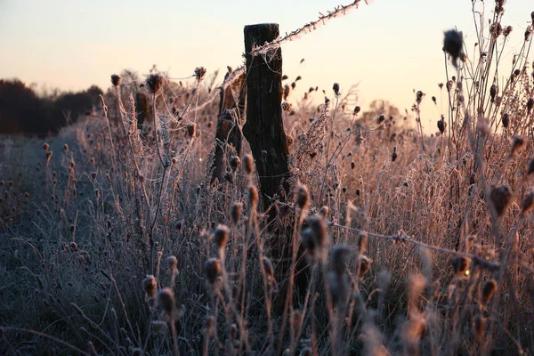 La prima mattina hoarfrost . — Foto Stock