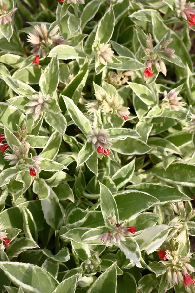 Kiváló Minőségű Piros Színű Pulmonaria Virágokkal Kiszemelheti Fehér Zöld Leveleket — Stock Fotó