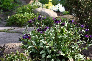 Patikanın yakınındaki bir bahçede ve büyük bir taşta yüksek kalitede akciğer büyür ve çiçek açar. Arka planda çiçek açan çuha çiçekleri görülebilir..