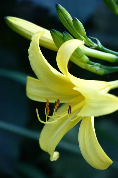Bir Hemerocallis Uzun Zamandır Asılı Olan Kaçağında Açık Tomurcuklar Sarı — Stok fotoğraf
