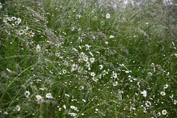 Kleines Fragment Einer Sommerwiese Nach Starkem Regen Die Weißen Blüten — Stockfoto
