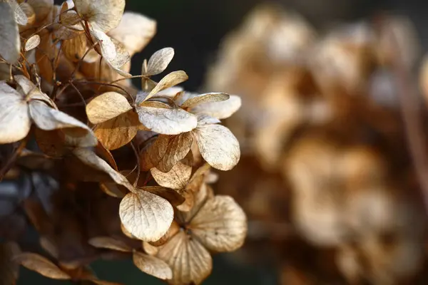 Dia Primavera Inflorescência Macrophylla Hydrangea Que Permaneceu Ano Passado Interessante — Fotografia de Stock