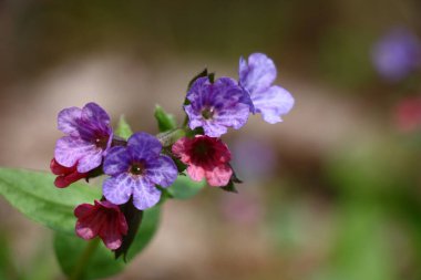 Pembe-mavi-mor renkli çiçeklerle dolu vahşi bir pulmonaryanın tek bir cilvesi..