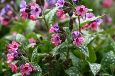 Bir bahçede büyümüş ve çiçek açmış. Küçük çiçekler. Pulmonaria saccharata..