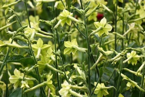 Egy Nyári Botanikus Kertben Zöldes Virágokkal Nicotiana Alata Bőségesen Virágzik — Stock Fotó