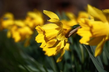 Çok sayıda parlak sarı narsislerin sabah güneşinin ışıltılarında.