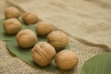 ceviz yeşil yapraklarda