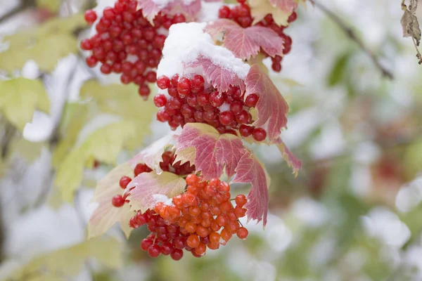 Cluster di utile viburno rosso nella neve — Foto Stock