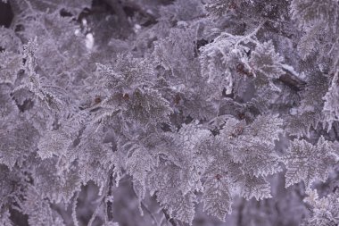 İğneler ve dallar ağacın ayaz izi. kış arka plan kavramı. Donmuş dal.