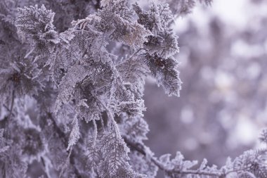 İğneler ve dallar ağacın ayaz izi. kış arka plan kavramı. Donmuş dal.