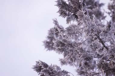 Ayaz arka plan desen twigs ve Noel ağacının iğneleri. Ekran koruyucu kış arka planda. Tasarım konsepti.